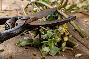 Pruning shears for cutting bushes and twigs of trees on a wooden table. Trimming bushes in the spring.