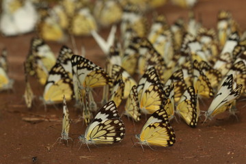 The African common white or African caper, a colorful butterfly species occurring in Africa. Plenty of individuals drinking water from a puddle.