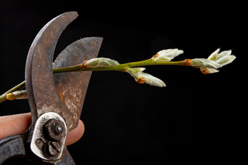 Pruning shears for cutting bushes and twigs of trees on a wooden table. Trimming bushes in the...