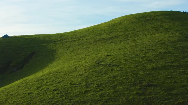 Aerial of a lush green grass field. flying over revealing cattle and other cool stuff.