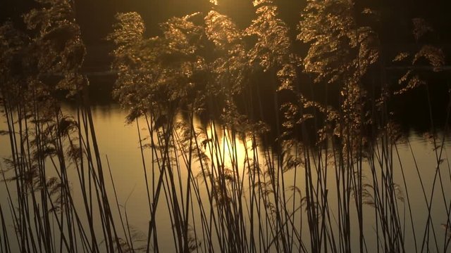 cane in the sunset above the lake and the forest