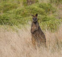 Fototapeta premium Wallaby in Field