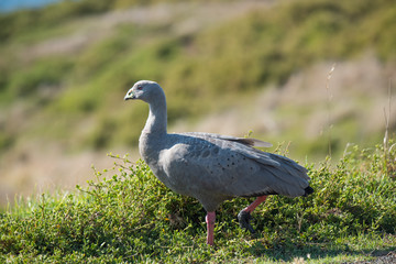 Cape Barren Goose