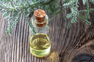 A bottle of santolina essential oil with fresh Santolina chamaecyparissus