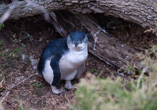 Australian Blue Penguin