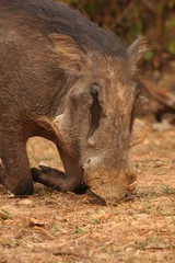 The common warthog, a wild member of the pig family (Suidae) found in grassland, savanna, and woodland in sub-Saharan Africa.