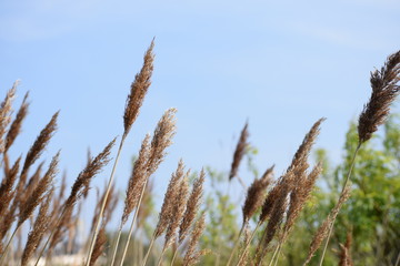 ears of wheat against blue sky
