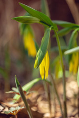 Yellow bellwort flowers in early Spring