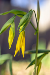 Yellow bellwort flowers in early Spring