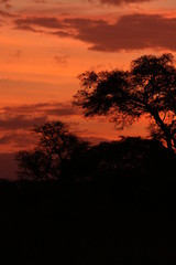 Fototapeta na wymiar Sunrise in African savannah, a picture made on safari in Uganda. Acacia trees and palms and dry grassland, which host lot of large animals.