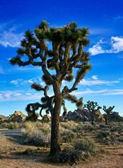 Joshua tree in desert