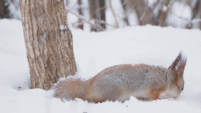 Ginger squirrel sits on snow in the winter forest. Curious rodent eating a nut.