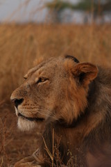 Wild African lioness in the savannah. A noble predatory cat in its natural habitat.