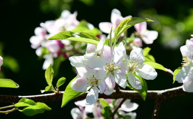 Apfelblüte - Blütezeit - Obstbaumblüte