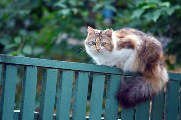 cat sitting on a green fence