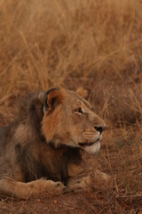Wild African lioness in the savannah. A noble predatory cat in its natural habitat.