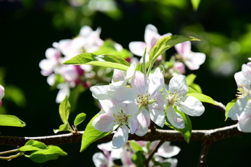 Apfelblüten -Apfelbaumblüte - Blütezeit in Südtirol