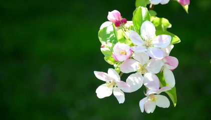 Wunderschöne Blüten eines Apfelbaumes vor dunklen Hintergrund