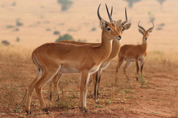 Naklejka na ściany i meble The Ugandan kob, a subspecies of the kob, a type of reddish antelope occurring in sub-Saharan Africa. Picture from its natural environment.