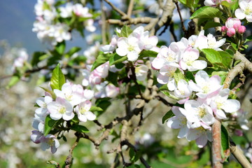 Apfelblüte - Blütezeit - Obstbaumblüte