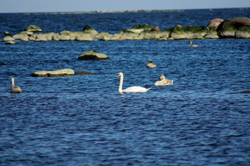 The Old Swan guards the young