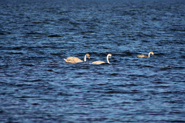 Young Wild swans on the rocks in the sea.