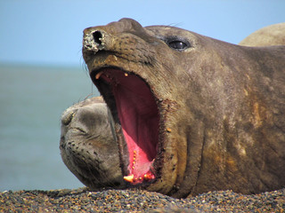 Elefante Marino Hembra © AngelAndrs