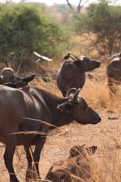 The African buffalo, also called the Cape buffalo (Syncerus caffer), a large Sub-Saharan African bovine. Picture from a safari in the savanna, natural environment of wild buffalos.