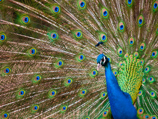 Naklejka premium Peacock