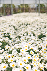 Margerytki pole kwiatowe © mlaine