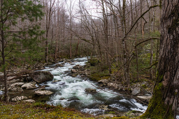 Mountain stream in Great Smoky Mountains National Park
