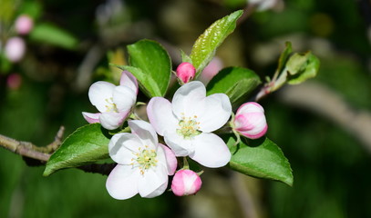 Apfelbaumblüten - Apfelbaum - Blütezeit - Freisteller