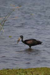 The African openbill, a species of stork in the family Ciconiidae, which is native to large parts of sub-Saharan Africa.