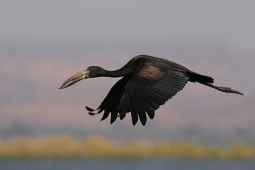 The African openbill flying over the Nile river. A species of stork in the family Ciconiidae, which is native to large parts of sub-Saharan Africa.