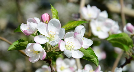 Blüten eines Apfelbaumes - Der Frühling zieht ins Land