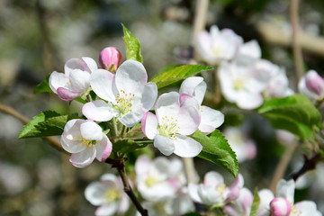 Apfelblüte - Blütezeit - Obstbaumblüte