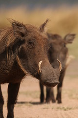 The common warthog, a wild member of the pig family (Suidae) found in grassland, savanna, and woodland in sub-Saharan Africa.