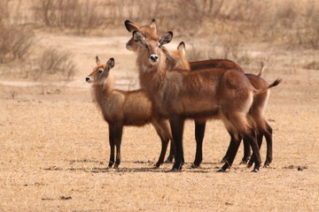 Defassa waterbuck, a common large antelope occurring in sub-Saharan Africa. A wonderful ungulate in its natural environment.