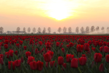 Plakaty  pomarańczowy zachód słońca nad czerwonym polem żarówek z tulipanami w Holandii