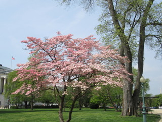 Cherry tree in Washington DC