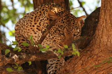 African leopard on a close up picture in its natural environment. A rare big cat species living in african savanna.