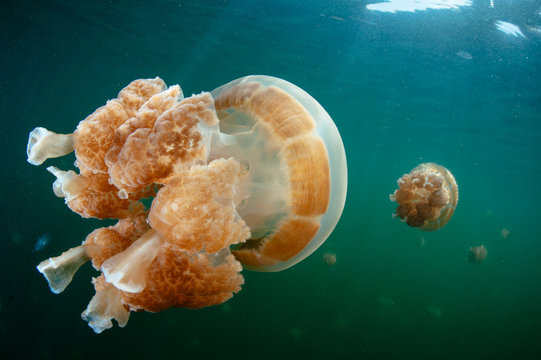 Jellyfish Lake