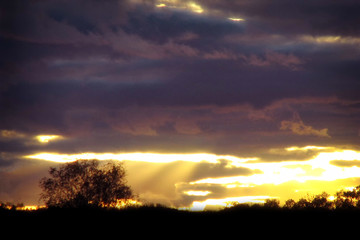 Obraz premium Beautiful sunset, the setting sun on a background of purple storm clouds. Dark clouds hide the rays of light coming from behind the trees. Line of the horizon, dark blue clouds and orange sun