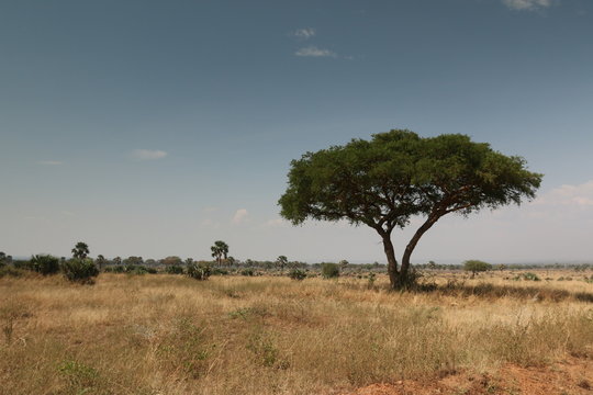 African savannah, a picture made on safari in Uganda. Acacia trees and palms and dry grassland, which host lot of large animals.