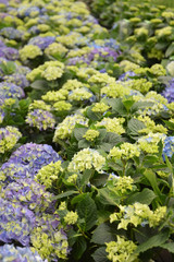 Hortensja pole kwiatowe © mlaine