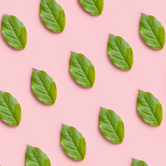 Nature pattern from a green leaves on a pink background, creative flat lay for design