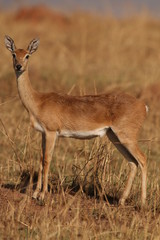 The oribi, a small antelope found in eastern, southern and western Africa. A cute ungulate in its natural environment.