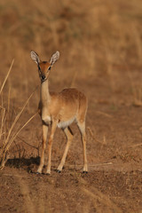 The oribi, a small antelope found in eastern, southern and western Africa. A cute ungulate in its natural environment.