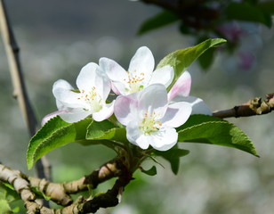 Apfelbaum Blüte in Südtirol