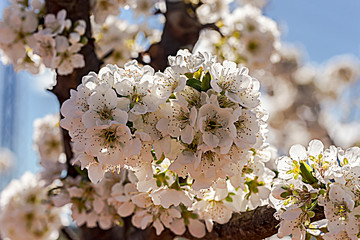 Rama de cerezo en flor